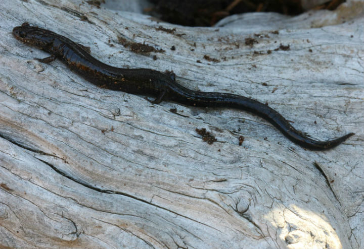 Ravine Salamander